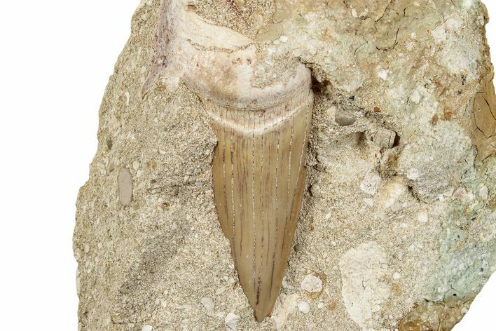 Large Otodus Shark Tooth Fossil in Rock - Morocco #273646